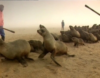 Wadschi Wildlife setzt Robbenschlächter in Namibia unter Druck 