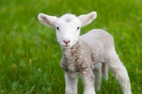 Dolly - das Rasenroboter-Schaf