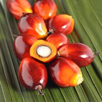 Palmöl ist alternativlos