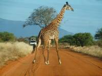 Kenia, das Reiseland für Safaris in Afrika - jetzt mit Sonderangeboten