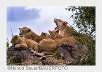 Fotosafari auf höchstem Niveau: Exklusive Wildlife-Fotoreise mit SIGMA durch Kenia