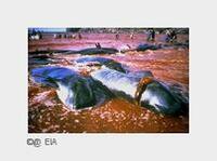 Färinger im Blutrausch: Über 250 Grindwale abgeschlachtet