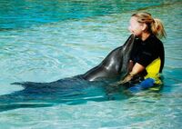 Mövenpick stoppt Freizeitangebot in Dubai-Delfinarium nach Tierschützerhinweisen