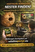 Hornissen im Fokus: Livestream zur Europäischen Hornisse - digitale Hilfe bei der Suche nach Asiatischen Hornissen