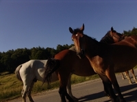 Pferdehaftpflicht: notwendiger Schutz im Schadensfall für den Pferdefreund 
