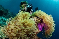Der grüne Blick aufs Baa Atoll: "Baa Atoll Conservation Programme" und "Reef Around the Clock" rund um das Hausriff des Dusit Thani Maldives   