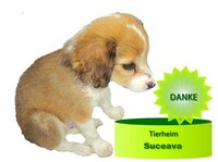 Hilfe für die Hunde in Suceava  Unterstützung für den Verein Suceava - Memory of Tina e.V