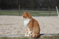 Welttierschutztag: Kastrationspflicht für Katzen gefordert
