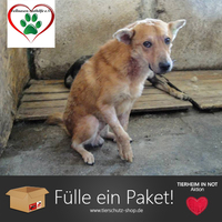 Online-Aktion für Tierheime in Not