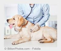 Sensibel für Hautprobleme bei Tieren: Tierarzt Heilbronn