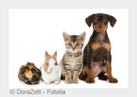 Haustier im Urlaub? Info vom Tierarzt aus Heilbronn