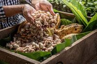 Süße Entwicklungspolitik