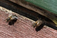 ÖDP NRW startet Petition: Rettet die dunkle Biene