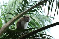 Zertifiziertes Palmöl schützt den Regenwald