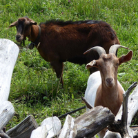 Ziegenglocken aus Regau (OÖ) läuten auf polnischen Weiden.