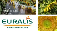 EURALIS Sonnenblumen Züchtung