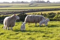 Lämmerradar.de: Texel bringt seinen Schafnachwuchs ins World Wide Web