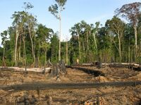 Entwaldung gefährdet weltweit Klima und Umwelt
