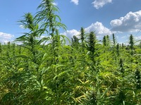 Baldige Legalisierung von Cannabis in Deutschland