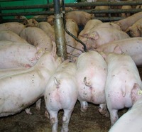 Neue Aufgaben für Tierärzte: modernes Futter– und Fütterungscontrolling im Schweinestall