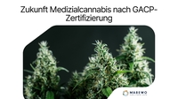 Zukunft Medizialcannabis nach GACP-Zertifizierung