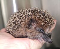 Mähroboter können Monster sein