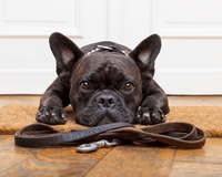 Mehr als Tiervermittlung: Wie Tierheimat echte Verantwortung fördert