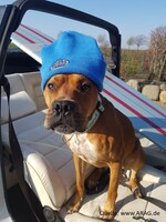 Neues Zuhause für vier Pfoten