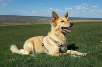 Hund ohne Leine führen trotz Jagdverhalten - geht das überhaupt?