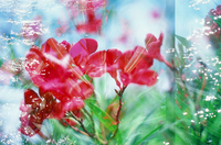 Back to Life After Cancer: How Subtle Body Balance by the Goethert Method Supports Recovery