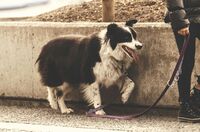 Wie Du Deinem Hund Grenzen setzt - und warum das Sicherheit gibt